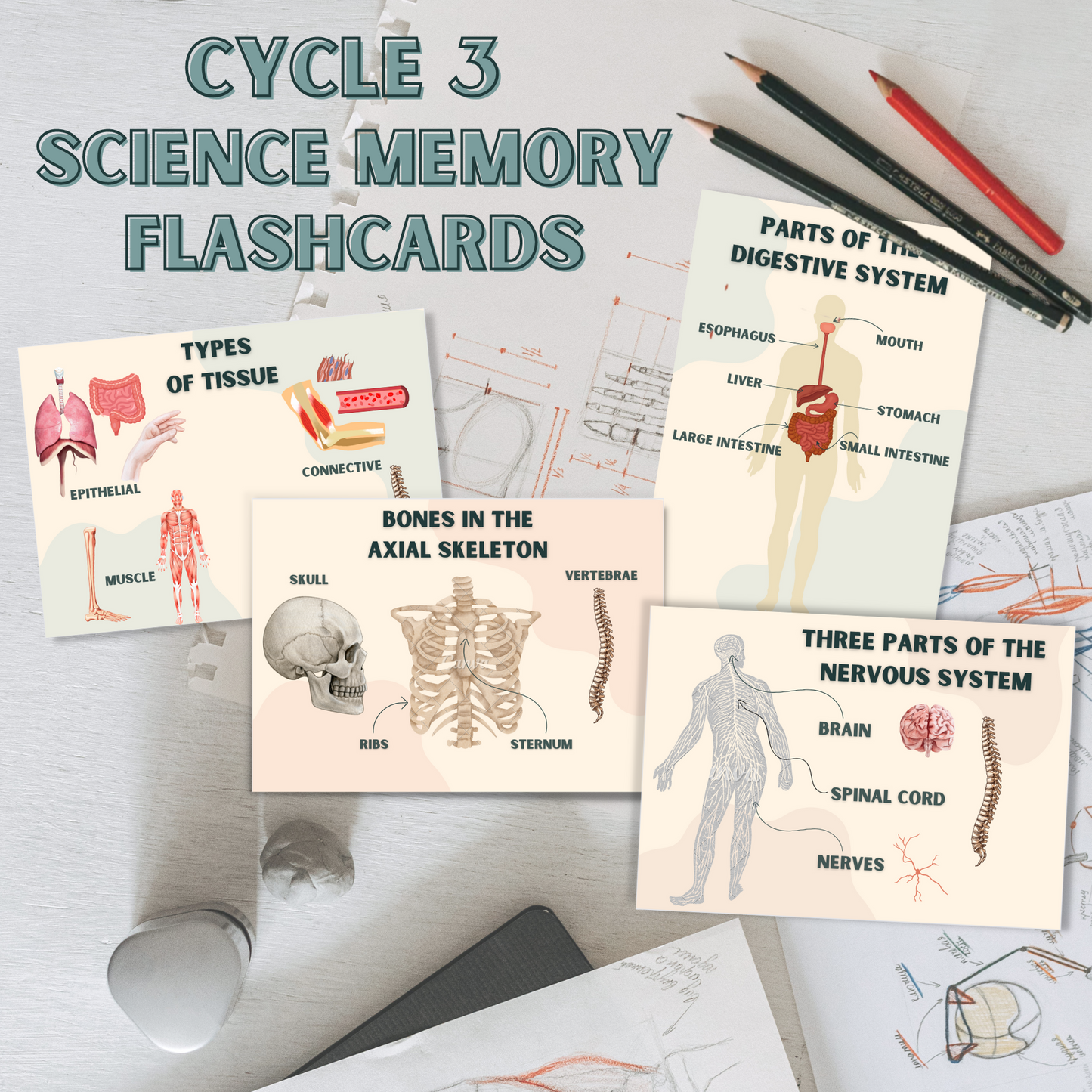 Cycle 3 | Science + History Flashcard Bundle