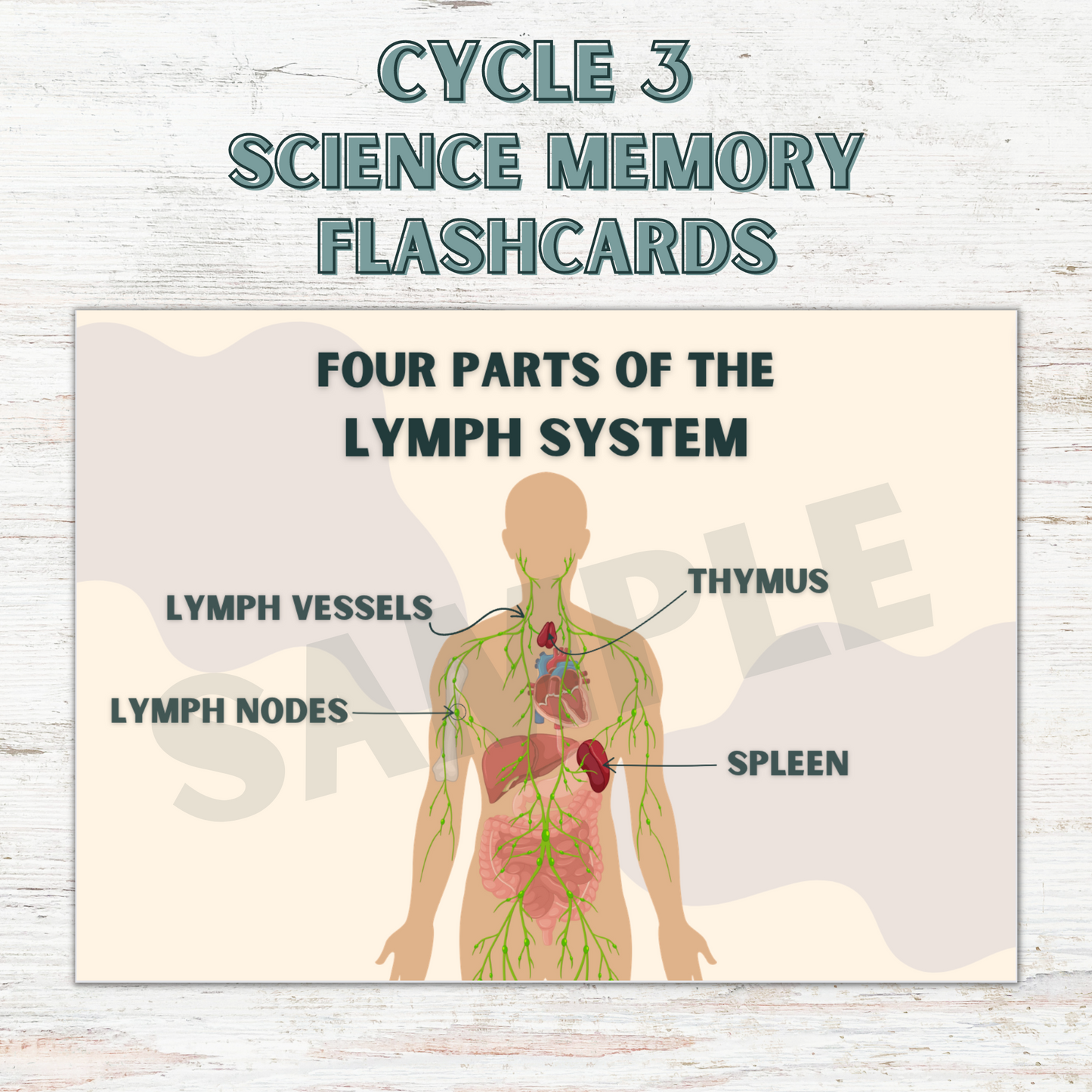 Science Memory Cards | CC Cycle 3