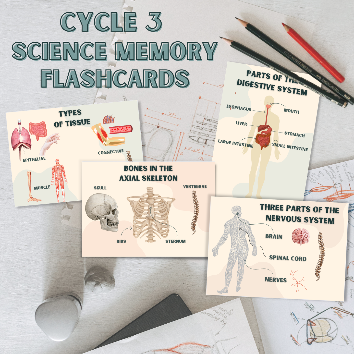 Cycle 3 Memory Work Flashcard Bundle