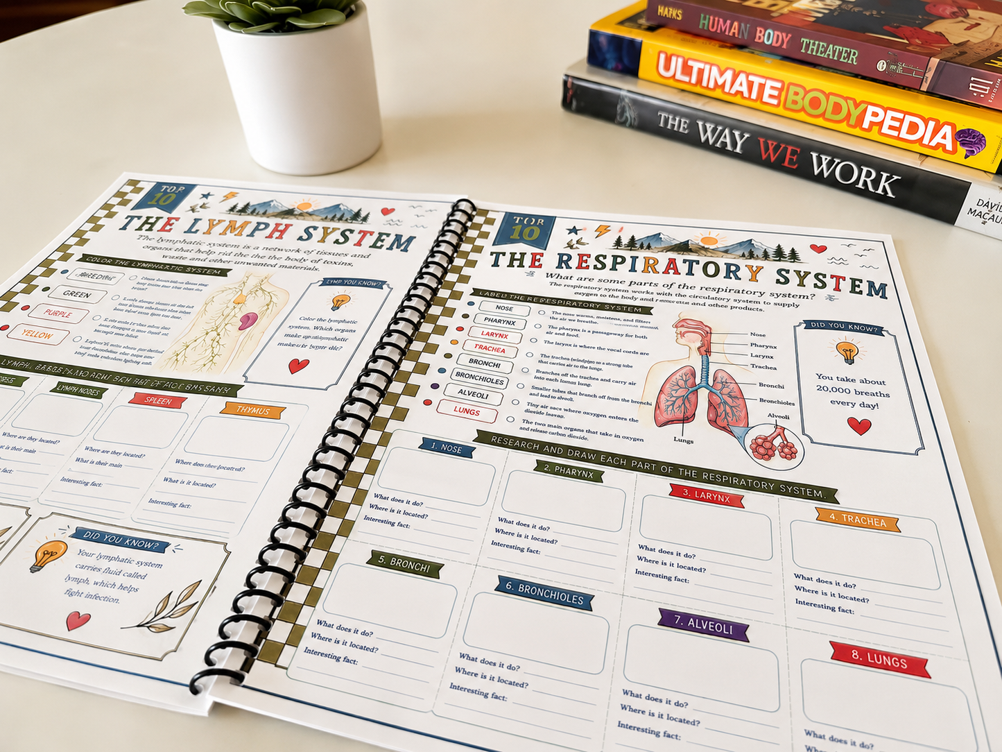 Cycle 3 Anatomy Companion