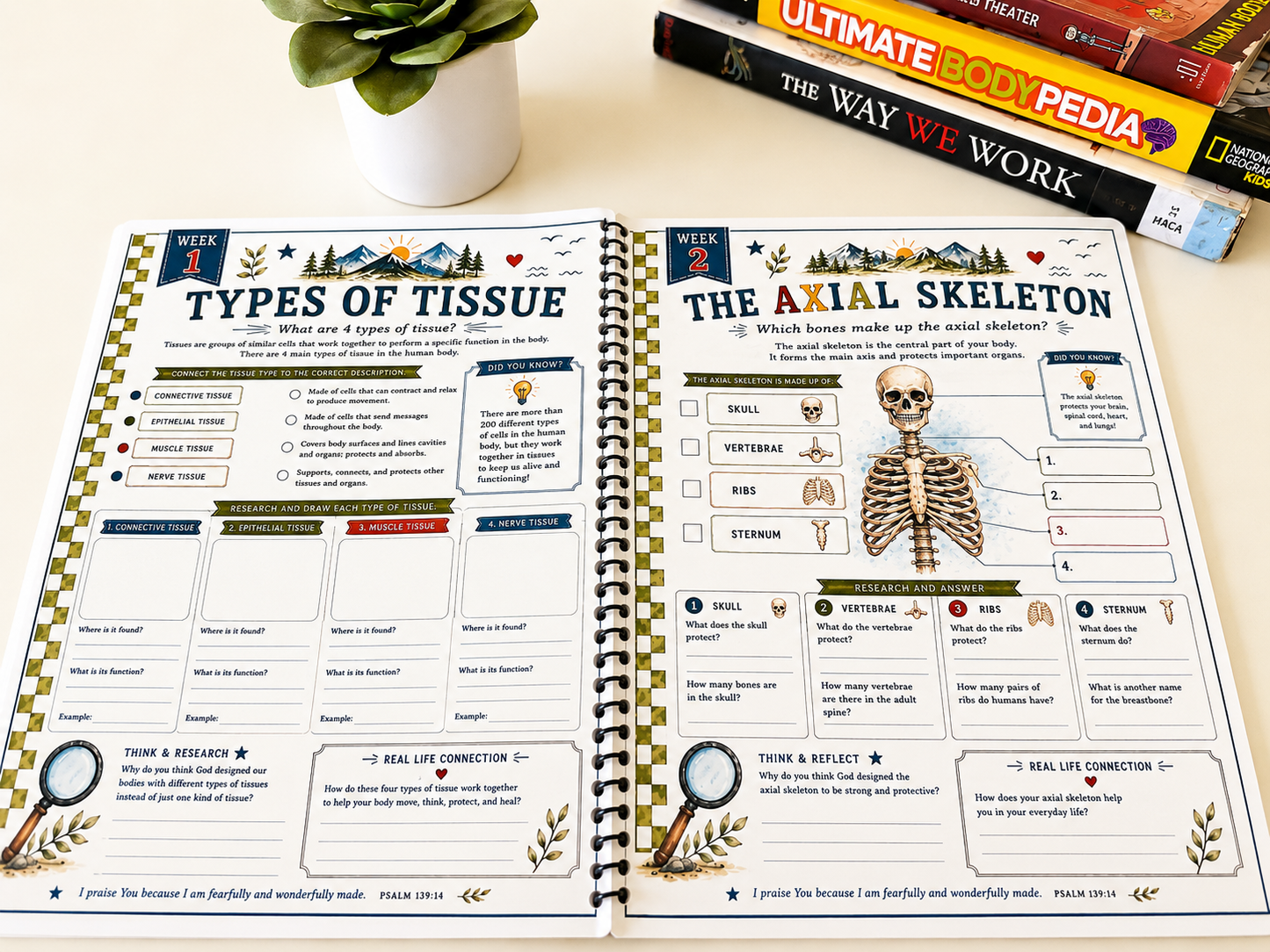 Cycle 3 Anatomy Companion