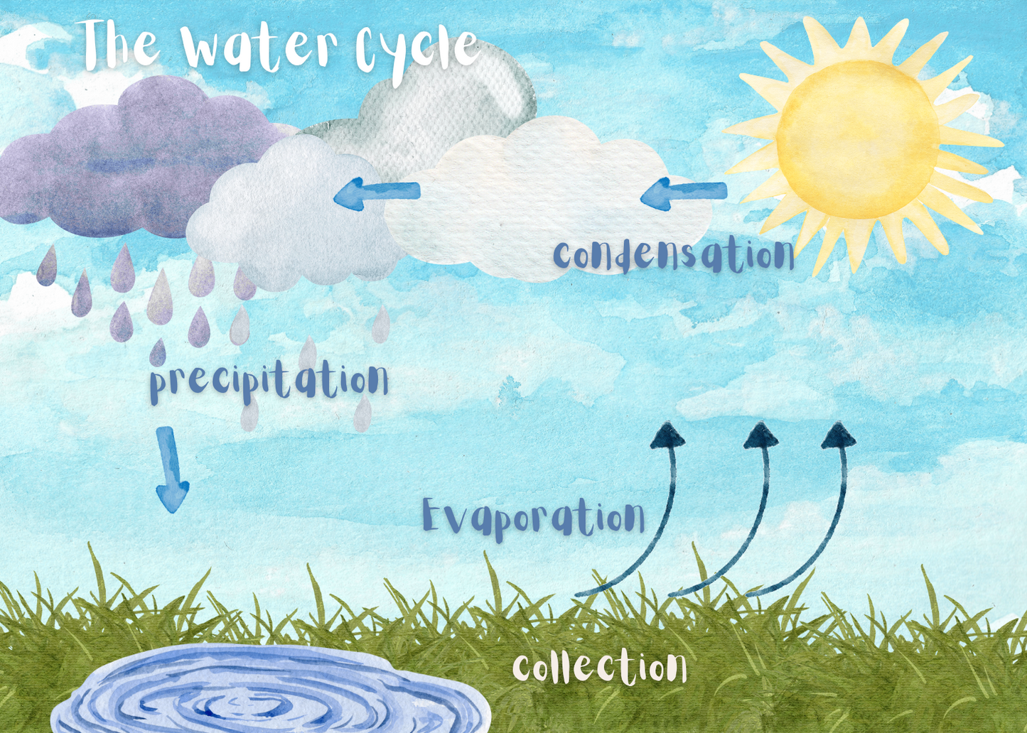 Science Memory Cards | CC Cycle 2 | Weeks 1-6